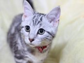 pet-odor