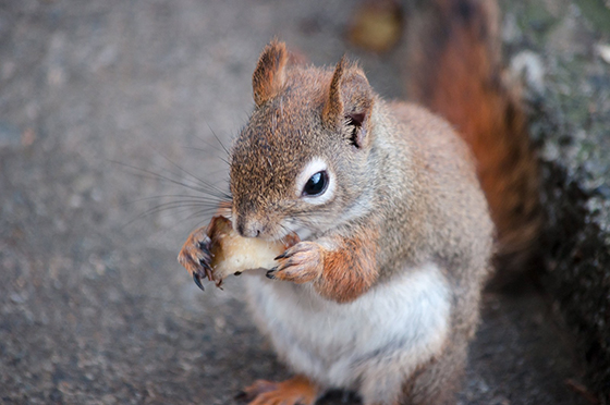 apple-eating_squirrel