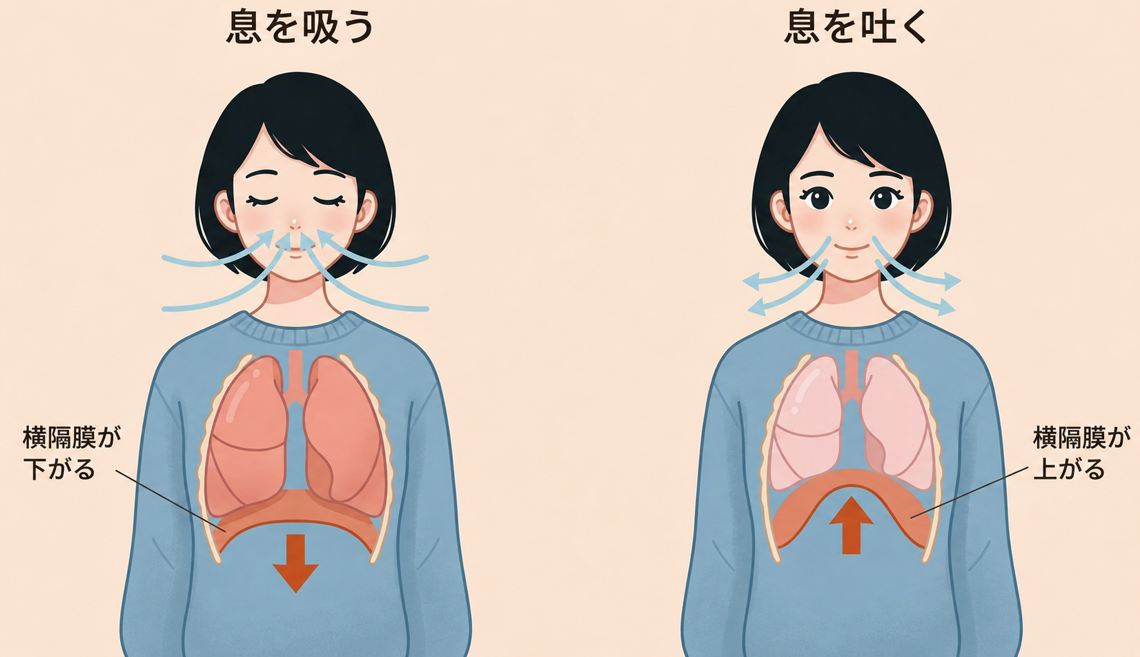 横隔膜の動き